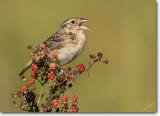 <!-- CRW_8728.jpg -->Grasshopper Sparrow
