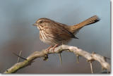 <!-- CRW_9730.jpg -->Song Sparrow