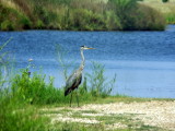 Blue Heron.JPG(164)