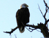 pearched Eagle.jpg(136)