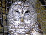 Barred Owl.jpg(248)