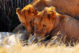 Lion Park