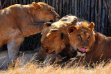 Lion Park