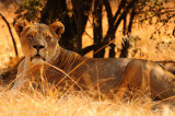 Lion Park