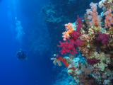 Manu e corais mole