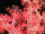 Dendronephthya