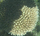 dying corals