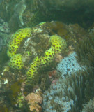 vanuatu corals