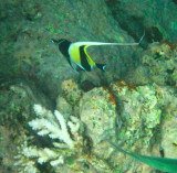 Vanuatu Fish