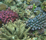 vanuatu corals