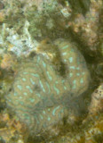 vanuatu corals