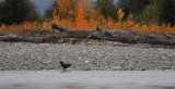 Raven with Fall Colors
