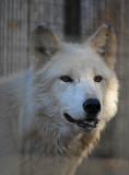 Gray Wolf - aka Arctic, or Timber Wolf