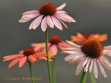 Coneflowers