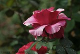 Dusky Rose