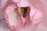 Hover Fly In Pink