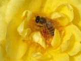 Bee in Yellow
