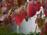 Red Leaves