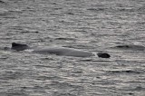 Huge Whale