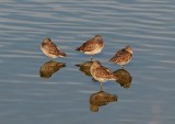 Dowitchers Mirrored