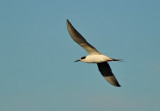 Tern Spread