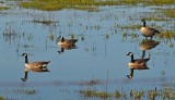 Mirrored Canada Geese