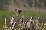 Young Red-Winged Blackbird All Spread Out