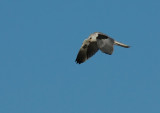 Hovering Kite