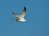 Tandem Flight Gulls