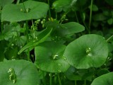 Miners Lettuce