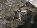 Nest-Building Swallows