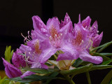 Wet Rhodie