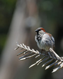 Sparrow on Dead Branch
