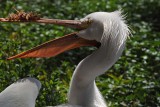 Odd Pelican Bill
