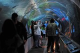 Aquarium Tunnel