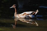 Brown & White Duck Reflected