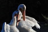 Two Pelicans