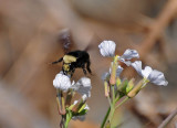 Bee Landing on Wild Radish