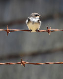 Young Swallow Perched on a Wire