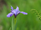 Purple Iris & Fern