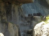 Chimps at Waterfalls