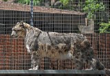 Snow Leopard In Full View