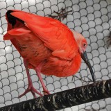 Scarlet Ibis Hops