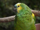 Maya, the Parrot