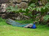 Peacock at Rest
