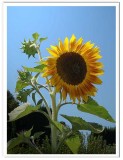 Sunflower and Sky