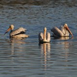 The Three Graces