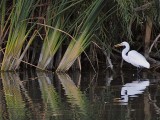 Egret in the Reeds