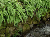 Ferns and Rock