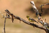 Goldfinch Grabbing Horsehair